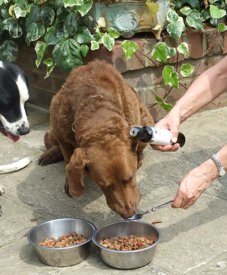 Budwig Diet For Dogs The Budwig Diet Protocol