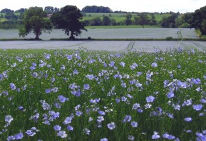 Linseed (flax) growning in the UK by Harry Lawson