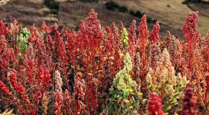 Maurice Chédel, Quinua (Quinoa) plants near Cachora, Apurímac, Peru. Altitude: 3800m